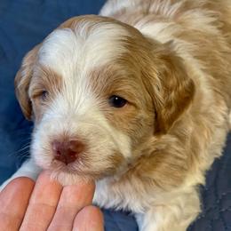 Red Parti AKC - Wheaten male Miniature Schnauzer puppy in Calhoun, Georgia from The BrickHouse Miniature Schnauzers