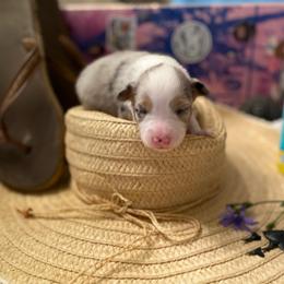 Pearl - Blue merle female Miniature Australian Shepherd puppy in California, Kentucky from Sonlight Ridge Aussies