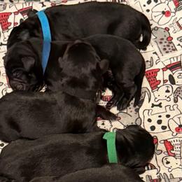 Teal Girl - Black female Labrador Retriever puppy in Colorado from Albrecht Farms Labrador Retrievers
