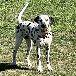 Daisy - Dalmatian