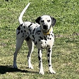 Daisy - Dalmatian