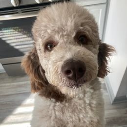 Bordoodles and Goldendoodles from Triple B Doodles