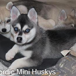 Girl 1 - Black and white female Alaskan Klee Kai puppy in Klamath Falls, Oregon from Nordic Mini Huskys
