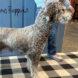 Cassie - Poodle