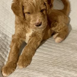 Double Doodle Puppies from Riverside Doodles in Seattle