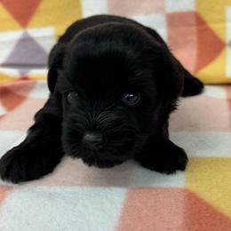 Jocie - Orange Girl- Yellow - Black female Miniature Schnauzer puppy in Oneonta, Alabama from Murphree Valley Kennels