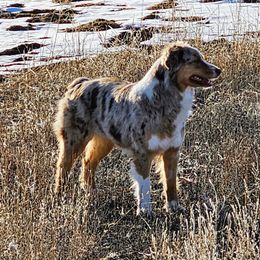 Kitty - Australian Shepherd