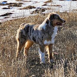 Kitty - Australian Shepherd