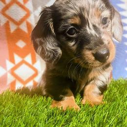Ckn Nugget - Dapple male Dachshund puppy in Birmingham, Alabama from Mini Doxies Love
