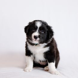 Border Collie Puppies from Snow Pine Ranch