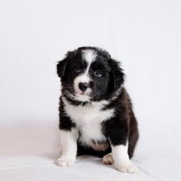 Border Collie Puppies from Snow Pine Ranch
