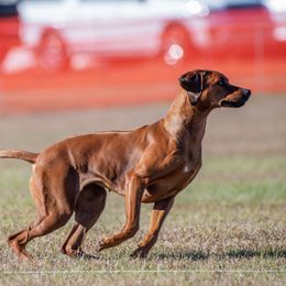 Sky - Rhodesian Ridgeback