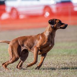 Sky - Rhodesian Ridgeback