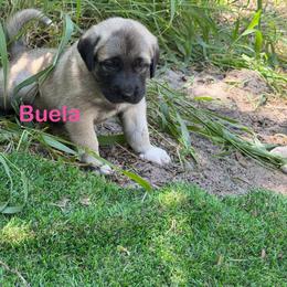 Buela B - Fawn female Anatolian Shepherd Dog puppy in Avon Park, Florida from Sandy Pines Homestead