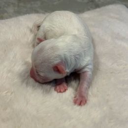 White Male - White male Yorkipoo puppy in Topeka, Kansas from Bayless Yorkiepoos