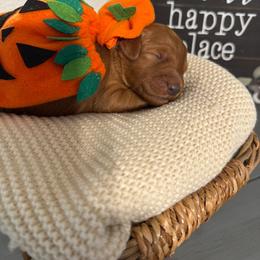 Giselle - Red  female Goldendoodle puppy in Roseville, California from Roseville GoldenDoodles