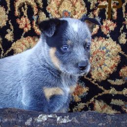 Australian Cattle Dog Puppies from Painted Canvas Farm