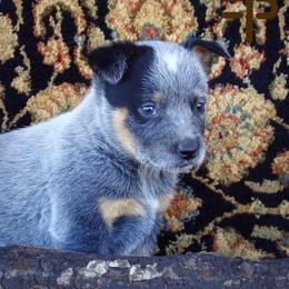 Australian Cattle Dog Puppies from Painted Canvas Farm