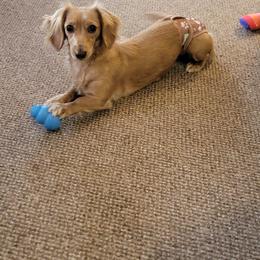 TInk Tink - Dachshund