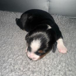 Apple - Black tri female Miniature Australian Shepherd puppy in Norco, California from Joyfulpuppies