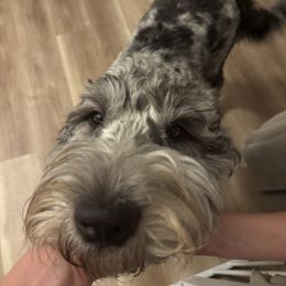 Assorted Doodle Crosses and Newfypoo All Grown Up from Arizona Doodle Trails