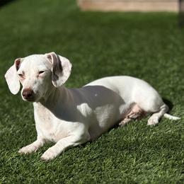 Coco - Dachshund