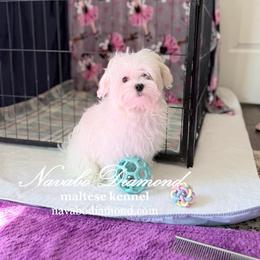 Ulian - White male Maltese puppy in Snowville, Utah from Navabo Diamond