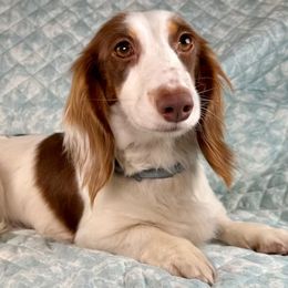 Emory - Dachshund