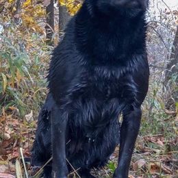 Labrador Retrievers from GetDown Kennels