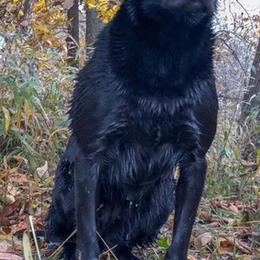 Labrador Retrievers from GetDown Kennels