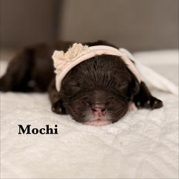 Mochi - Chocolate female Australian Labradoodle puppy in Citrus Heights, California from Elite Blend Labradoodles