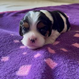 Girl 1 - Tri-color female Cavalier King Charles Spaniel puppy in Kalama, Washington from Beautiful Cavaliers