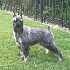Standard Schnauzer Puppies from Dragos Kennel