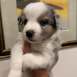 Faith - Blue merle female Miniature Australian Shepherd puppy in Taylor, Arizona from Holy Ghost Ranch, Inc