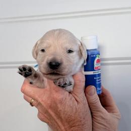 Boy 1 Royal Blue - Light golden male Golden Retriever puppy in Mc Minnville, Tennessee from Wishaw Whisky Golden Retrievers