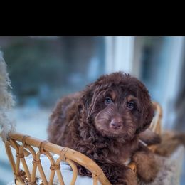 Boy 2 - Red phantom male Aussiedoodle puppy in North Royalton, Ohio from Johnson's Doodles