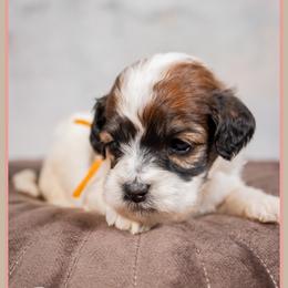 Laurie - Brown and white female Cockapoo puppy in Connersville, Indiana from Deaz Doodle Ranch