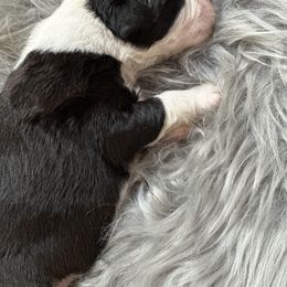 Australian Shepherd Puppies from Annie's Aussies