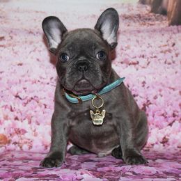 French Bulldog Puppies from 5th Avenue French Bulldogs