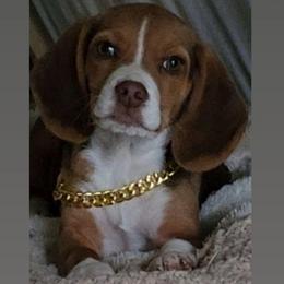 Pace - Beagle