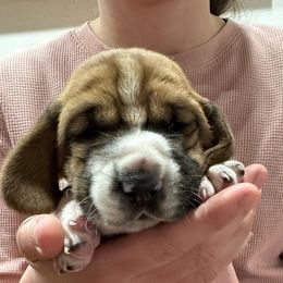 Boy 2 - Basset Hound puppy from Hill Top Basset Hounds & Great Pyrenees