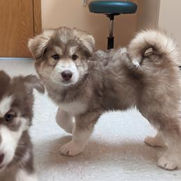 Siberian Husky Puppies from Wyant Farms