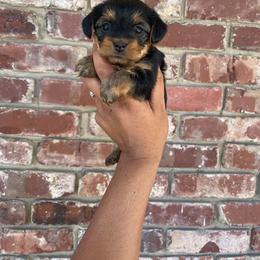 Willow - female Yorkshire Terrier puppy in Dexter City, Ohio from Harriman's Yorkshire Terriers