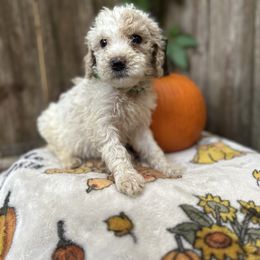 Cider - Parti male Goldendoodle puppy in Atlantic Beach, Florida from Glamorous Golden Doodles