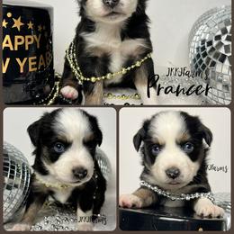 (6) Prancer, BTF - Red merle female Miniature American Shepherd puppy in Huntington, Texas from JKKJ Farms