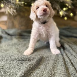 Grey - Parti male Poodle puppy in Vidor, Texas from East Bunch Poodles