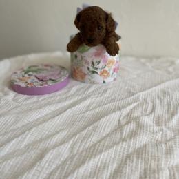 Poodle Puppies from Pups and Paws Toy Poodles