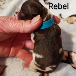 Rebel - Parti male Miniature Schnauzer puppy in Midland, Texas from Shebbies Puppy Palace