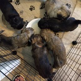 Lhasa Apso puppies from Sunshine Lhasa Apso