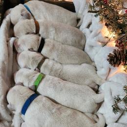 Grey collar - Yellow male Labrador Retriever puppy in Mossyrock, Washington from White River Labradors